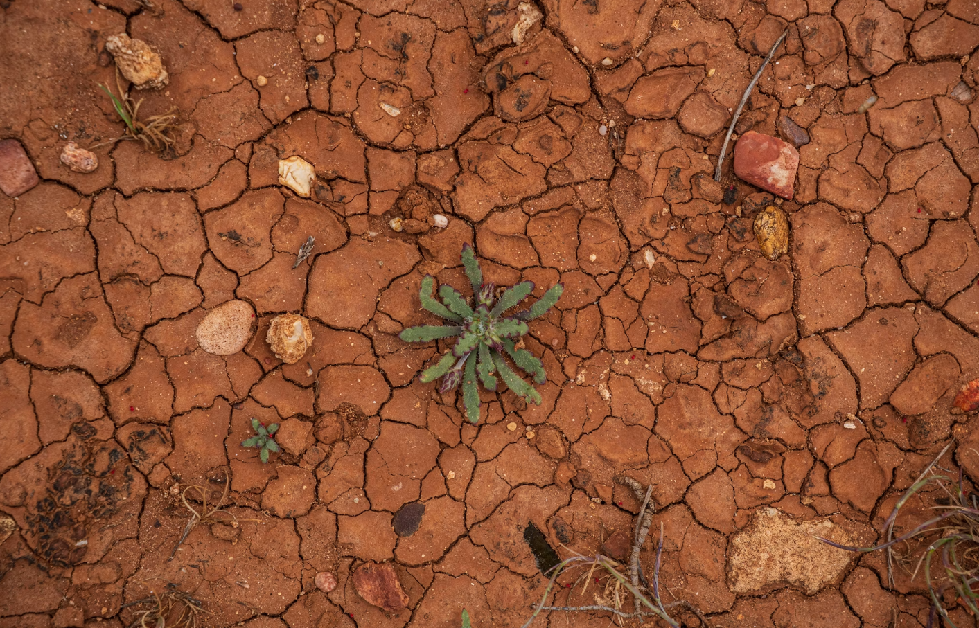 Photo: Bartłomiej Balicki / Unsplash — Failed rains
during Karamoja's 2026 growing season left fields hardened and cracked before
crops could reach maturity.