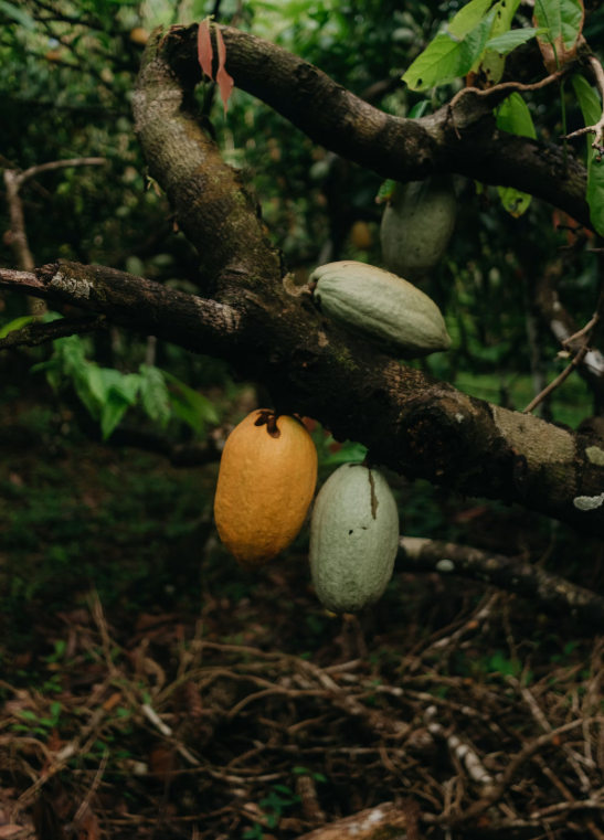 Photo: Kawê Rodrigues / Unsplash — Cocoa pods like these take months to
mature, and the price a farmer eventually gets paid is often locked in long
before harvest.