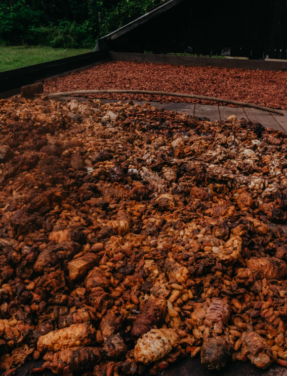 Photo: Kawê Rodrigues / Unsplash — After harvest, cocoa beans are
fermented and dried on platforms like these before being sold, often at a price
locked in months before the beans ever reached this stage.